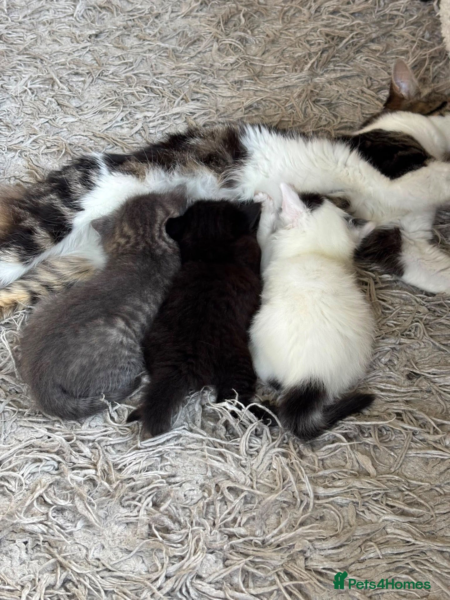 Mixed Breed cats British short hair cross kittens - Advert 4