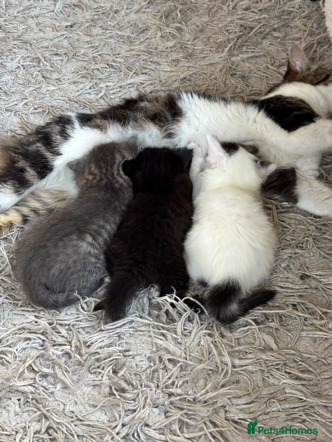 Mixed Breed cats for sale: British short hair cross kittens - Advert 1