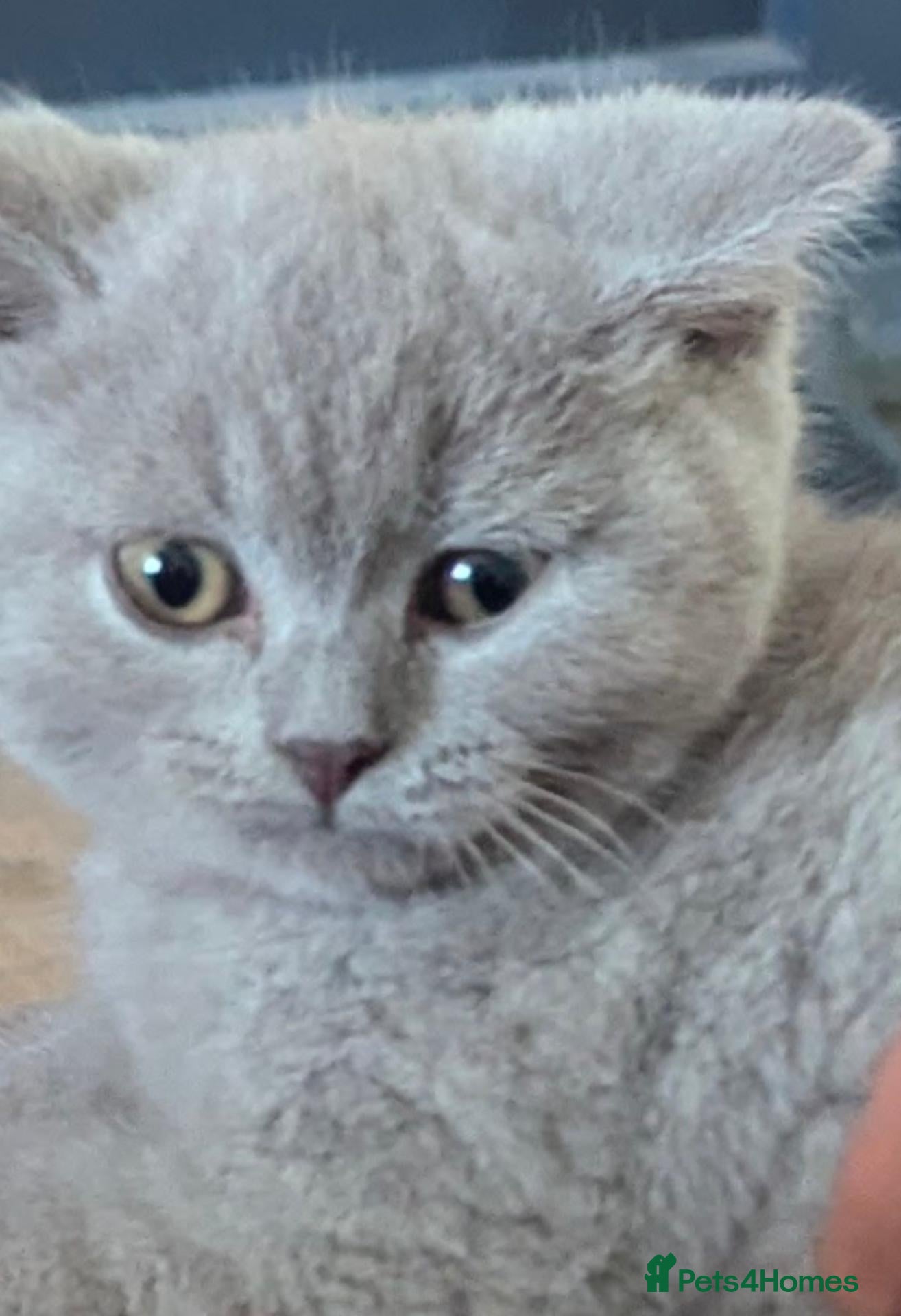 British Shorthair cats Beautiful lilac 3yr old  - Advert 1