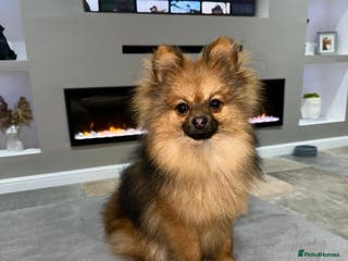 Pomeranian dogs beautiful Pomeranian boy Norman in Shildon - Advert 17