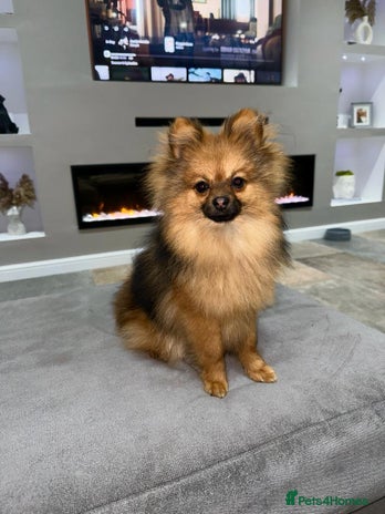 Pomeranian dogs in Shildon - Advert 1