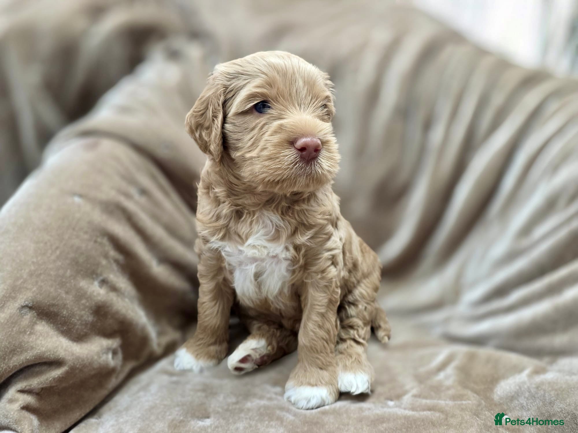 Australian Labradoodle dogs 100% WALA registered Australian Labradoodles - Advert 18