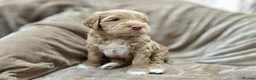 Australian Labradoodle dogs for sale: 100% WALA registered Australian Labradoodles - Advert 1