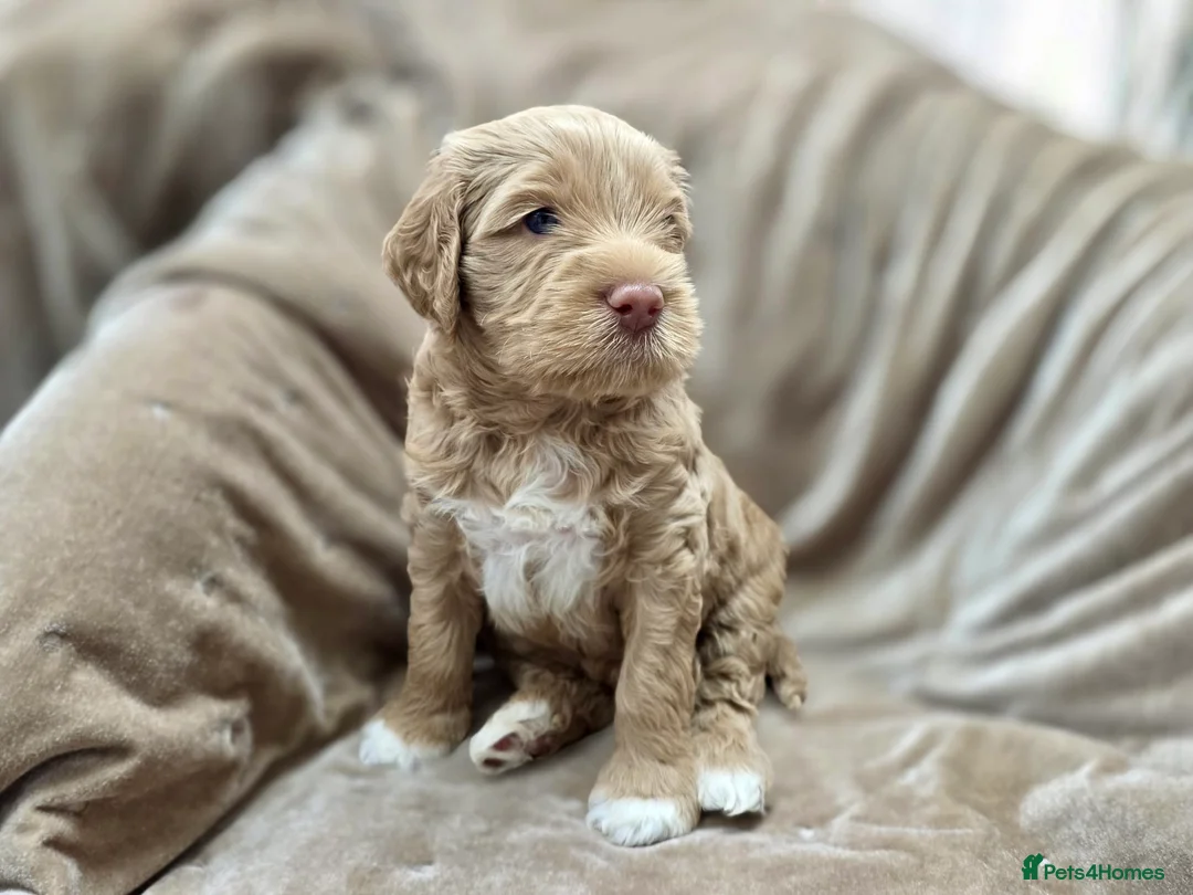 Australian Labradoodle dogs for sale: 100% WALA registered Australian Labradoodles - Advert 1