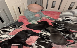 Great Dane dogs for sale: Fully DNA Tested & CLEAR Great Dane Pups - Image 5