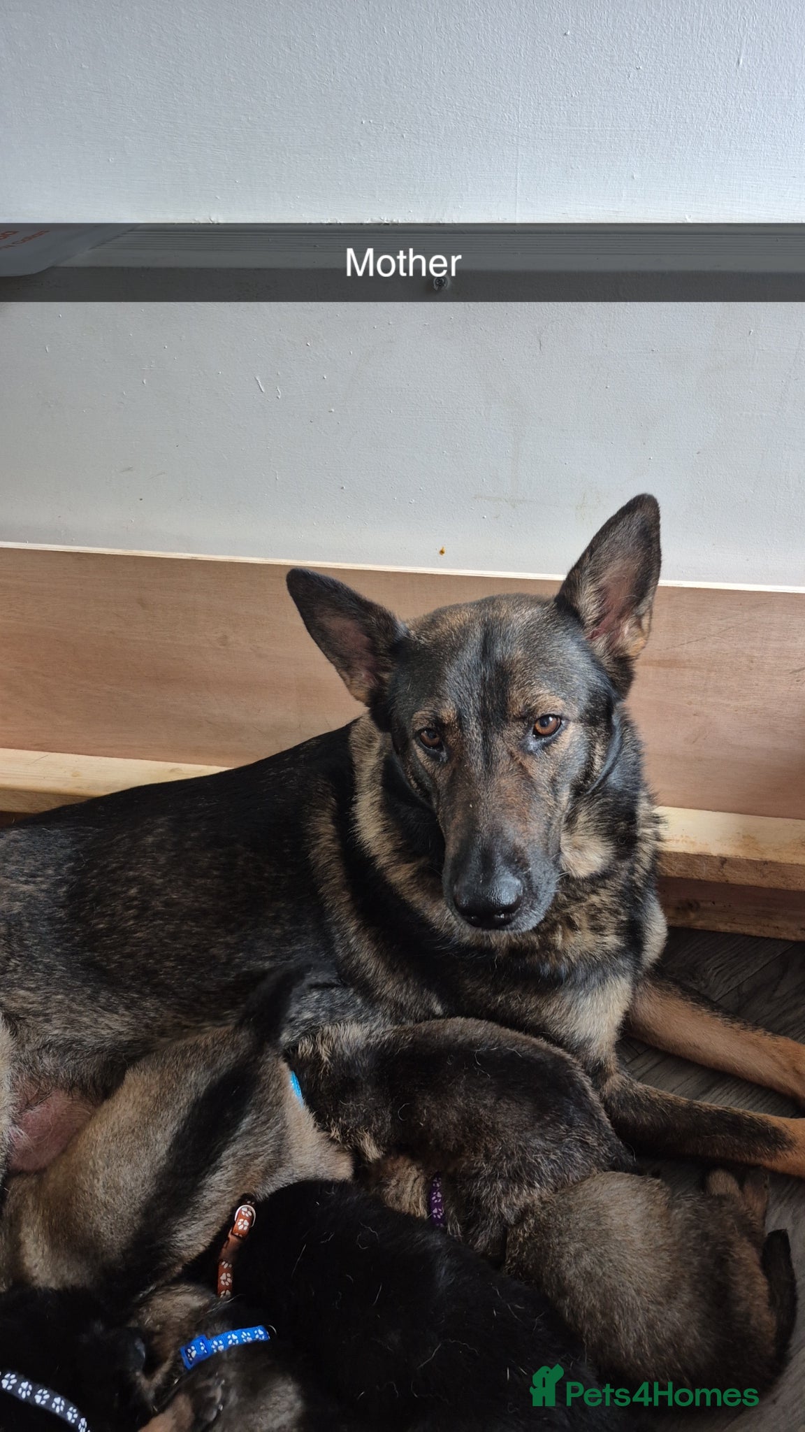 German Shepherd dogs German Shepherd puppies - Advert 1