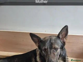 German Shepherd dogs German Shepherd puppies - Advert 1