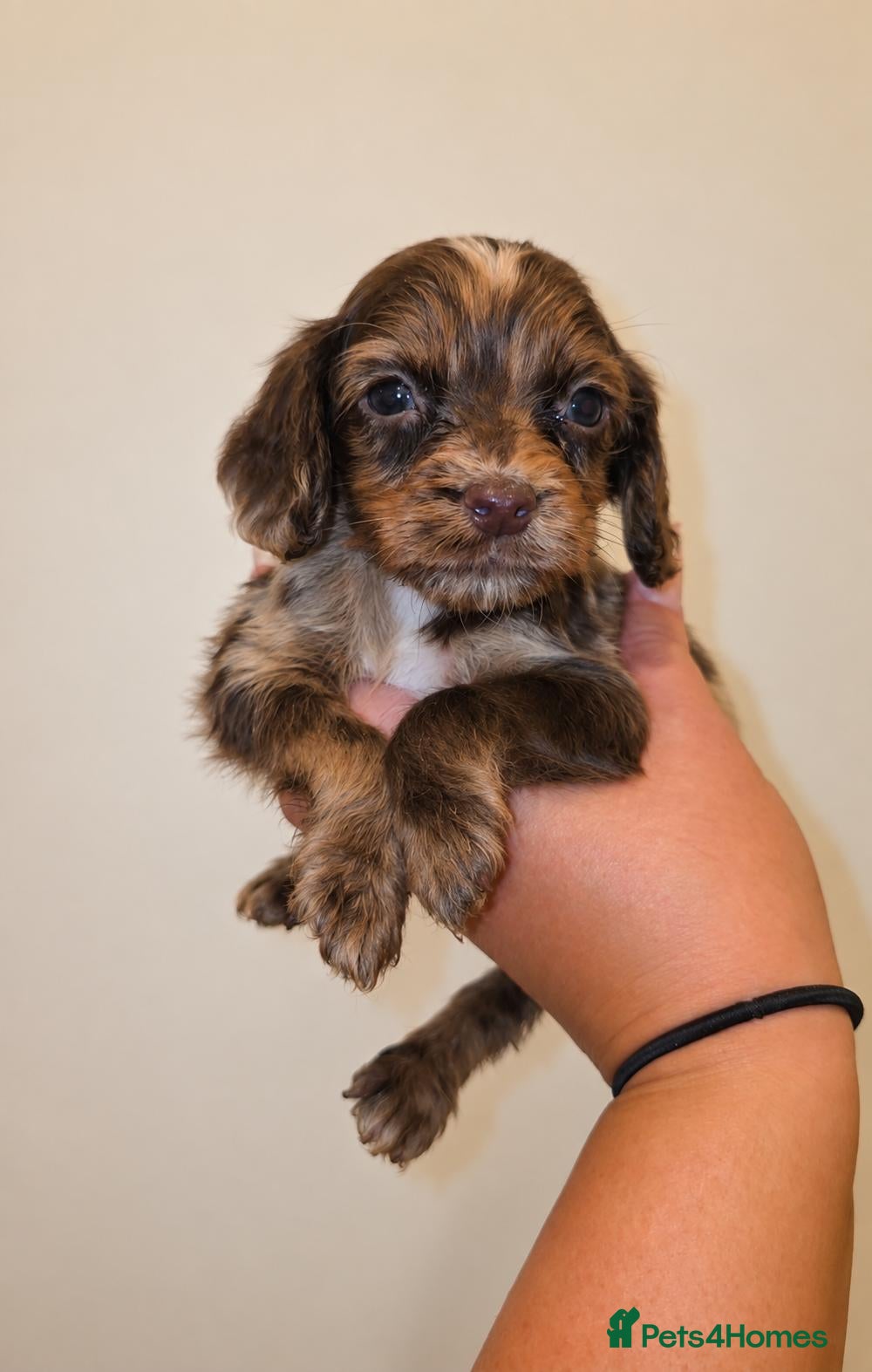 Mixed Breed dogs 🐾 STUNNING MERLE/CHOC COCKER SPANIELS 🐾 4 LEFT - Advert 2