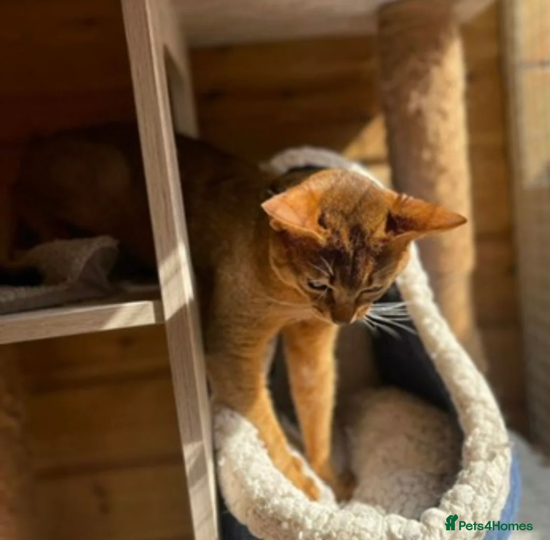 Abyssinian cats for sale: 💕💕💕Loving Abyssinian Boy Looking for New Home - Advert 4