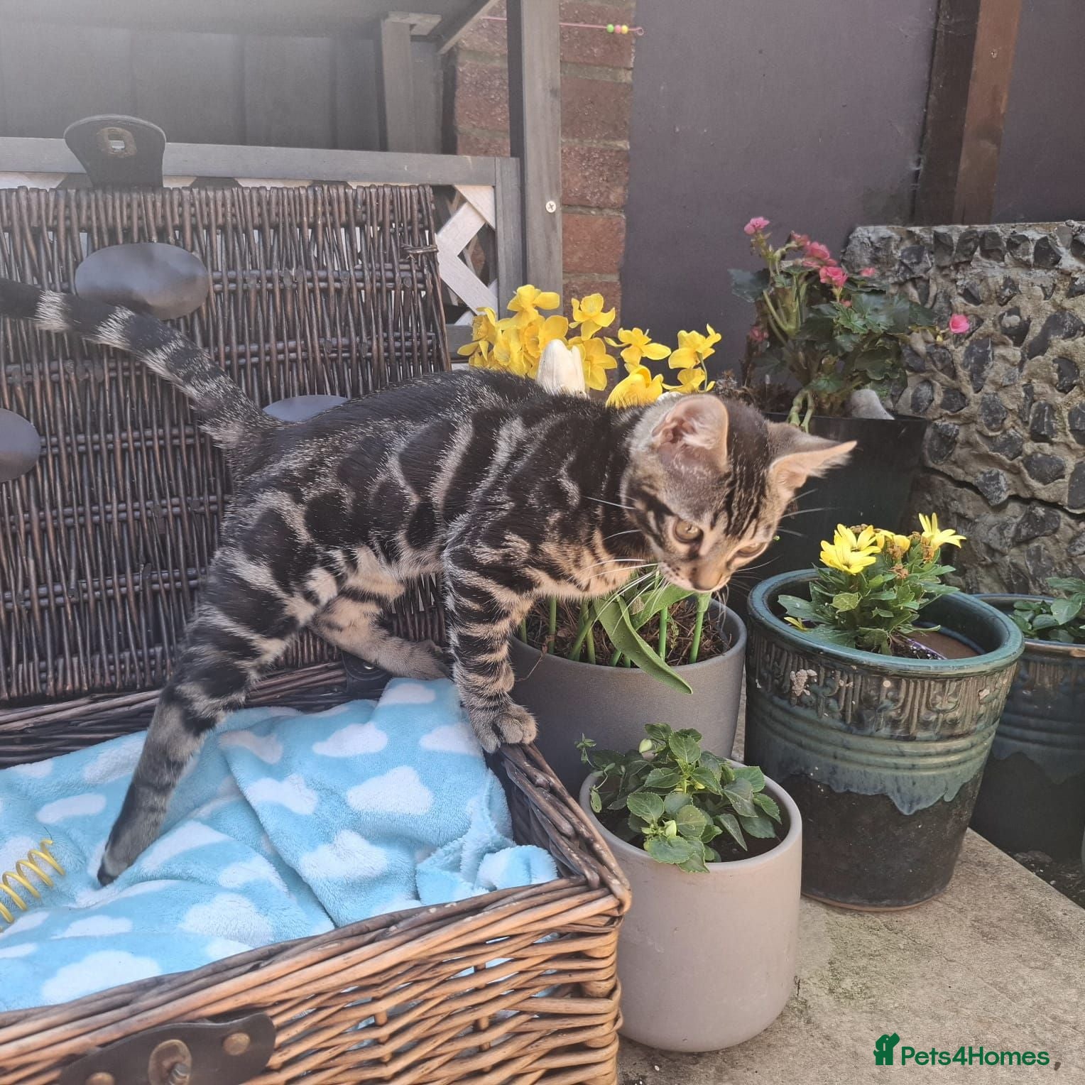 Bengal cats Stunning and sweet  bengal kittens - Advert 4