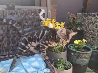 Bengal cats Stunning and sweet bengal kittens - Advert 5