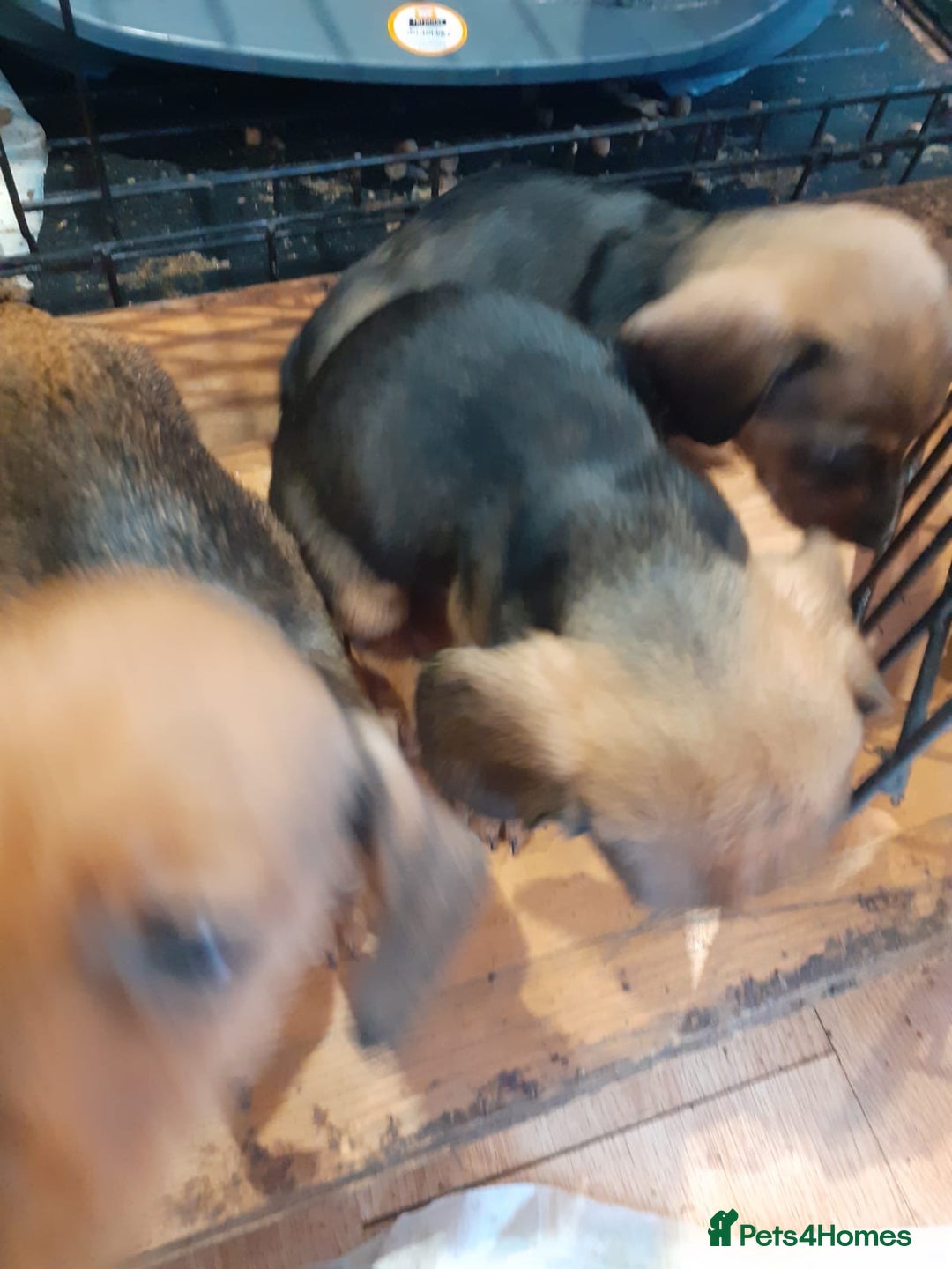 Miniature Dachshund dogs for sale: Gorgeous Miniature dachshund ready now - Advert 12