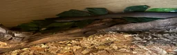 Mixed Breed reptiles for sale: Snakes spiders scorpions  in Macclesfield - Advert 13