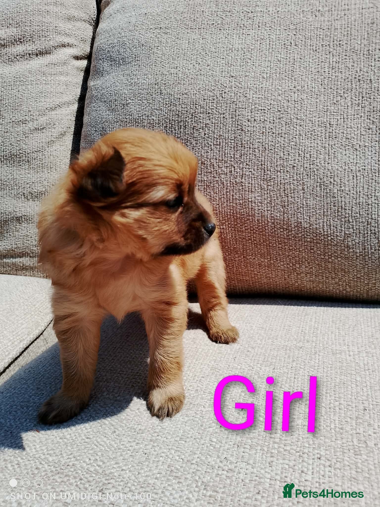Pomeranian dogs 1 girl and 2boys - Advert 1