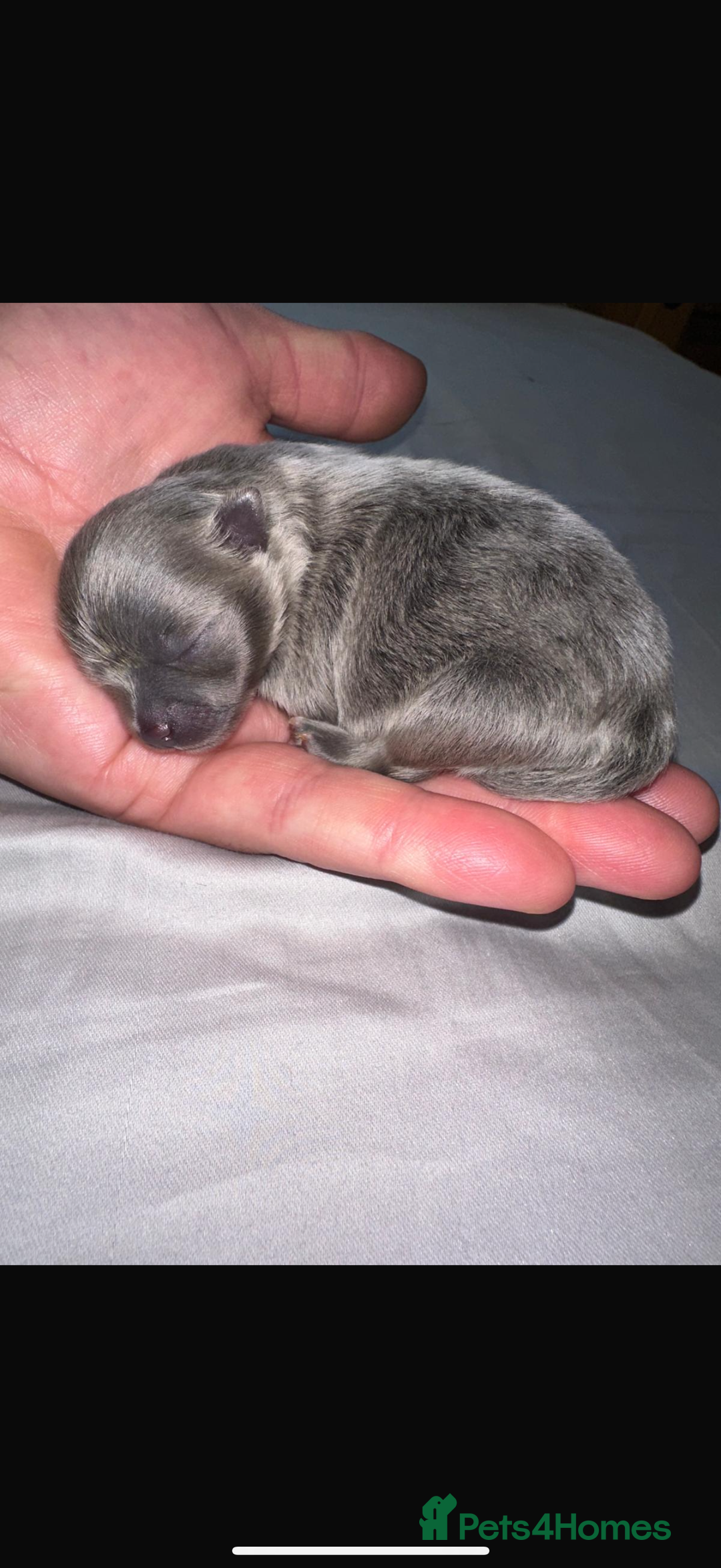 Pomeranian dogs for sale: ** Pomeranian female blue X**  - Image 2