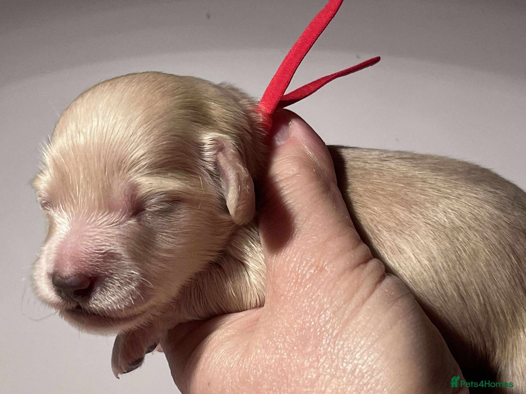 Miniature Dachshund dogs for sale: 5*Licensed+CREAMLONGHAIR+KCreg+PRACLEAR+Vetchecked - Advert 18