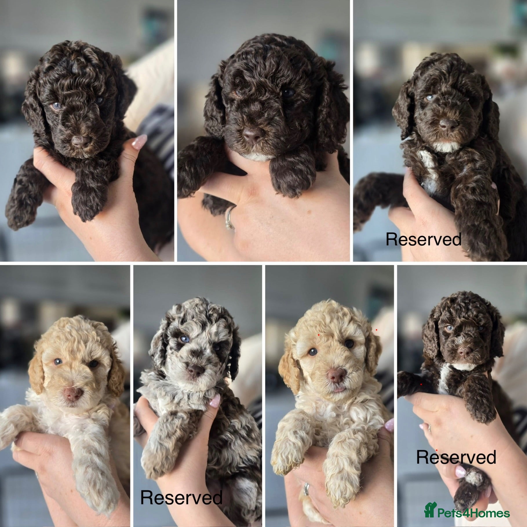 Labradoodle dogs Beautiful F2b labradoodle puppies! - Advert 8