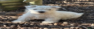 West Highland Terrier Puppy 2