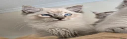 Ragdoll cats for sale: Gorgeous seal tabby male Ragdoll kittens  - Advert 26