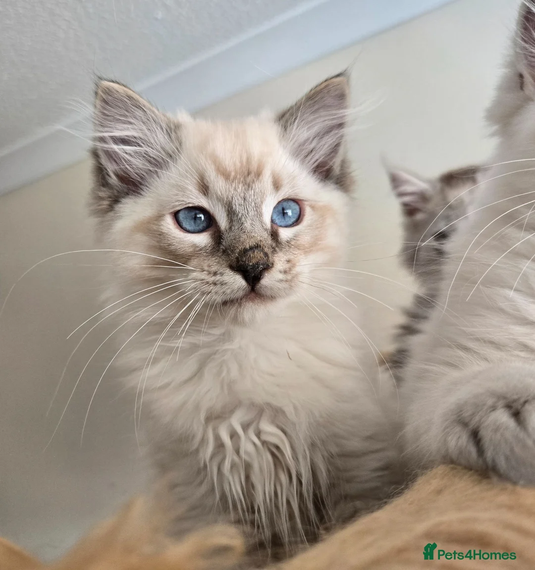 Ragdoll cats for sale: Gorgeous seal tabby male Ragdoll kittens  - Advert 26