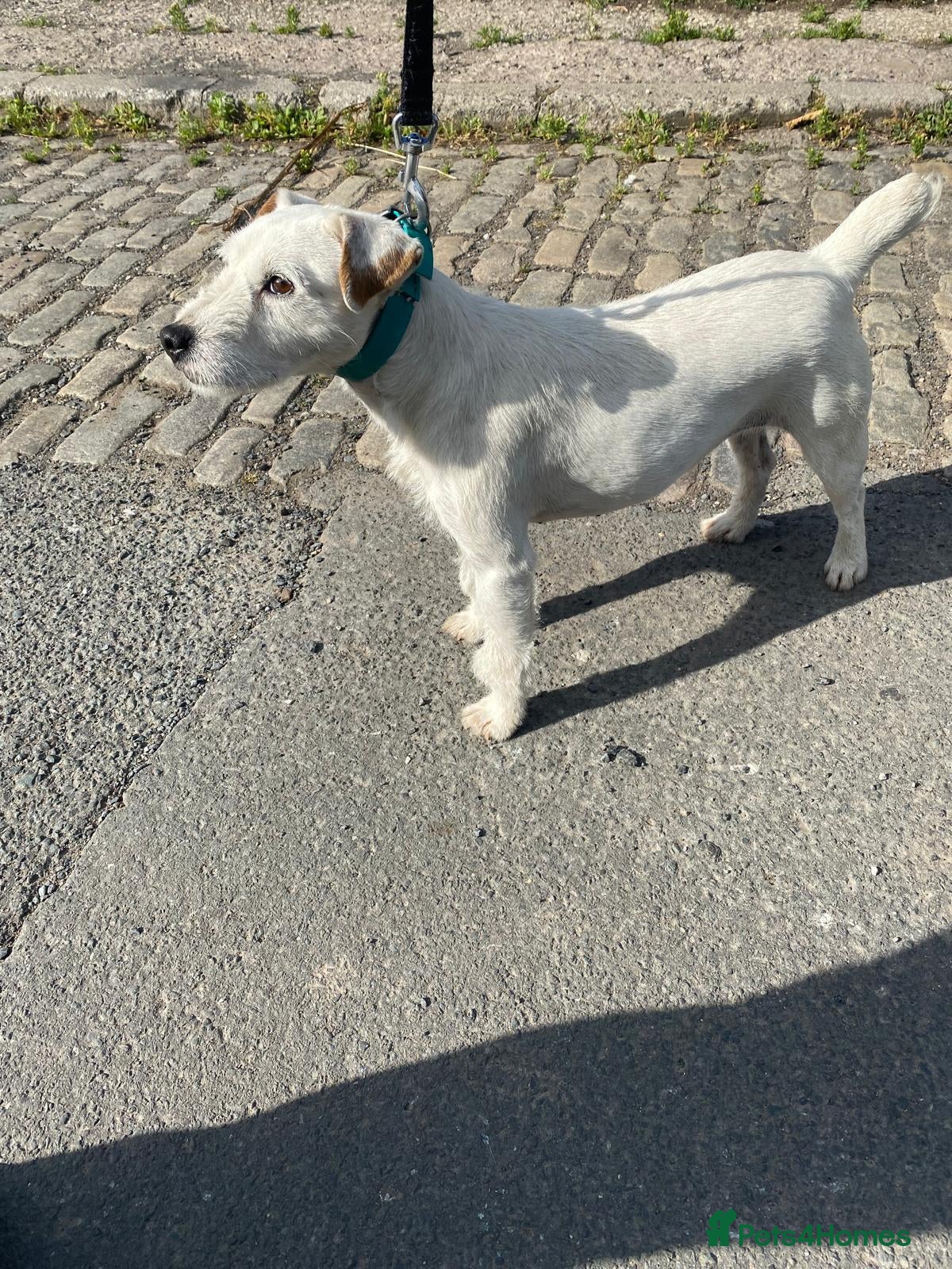 Lakeland Terrier dogs Lakey puppies - Advert 5