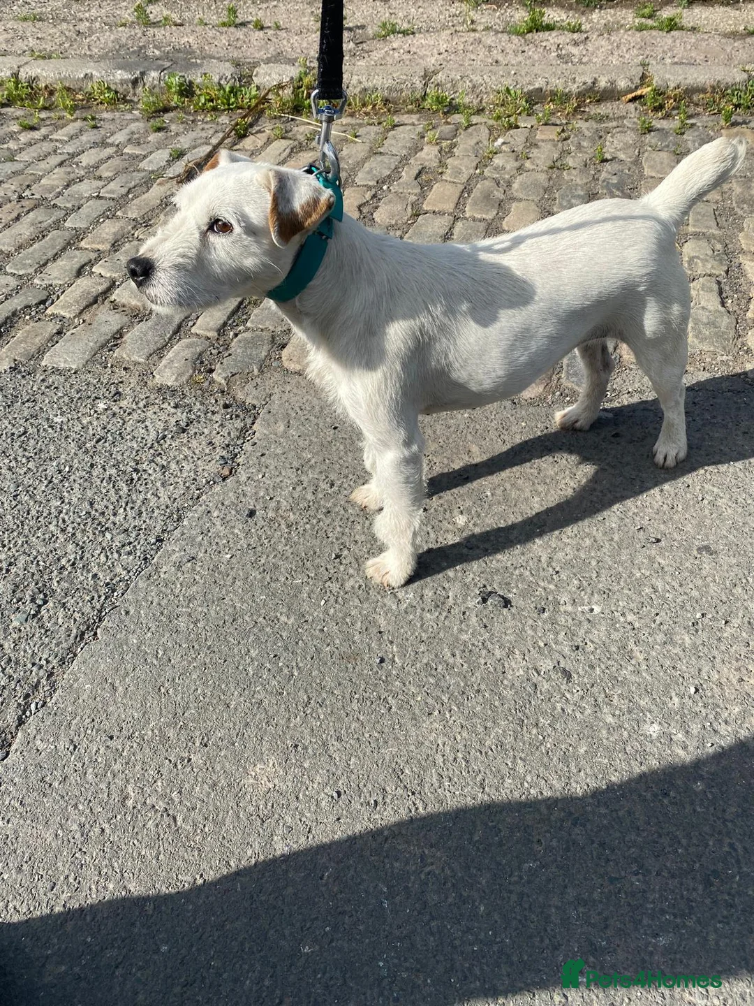 Lakeland Terrier dogs for sale: Lakey puppies - Advert 1