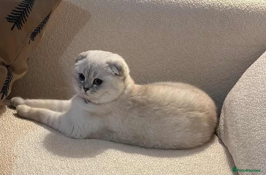 Scottish Fold cats for sale: Beautiful Scottish fold  - Advert 4