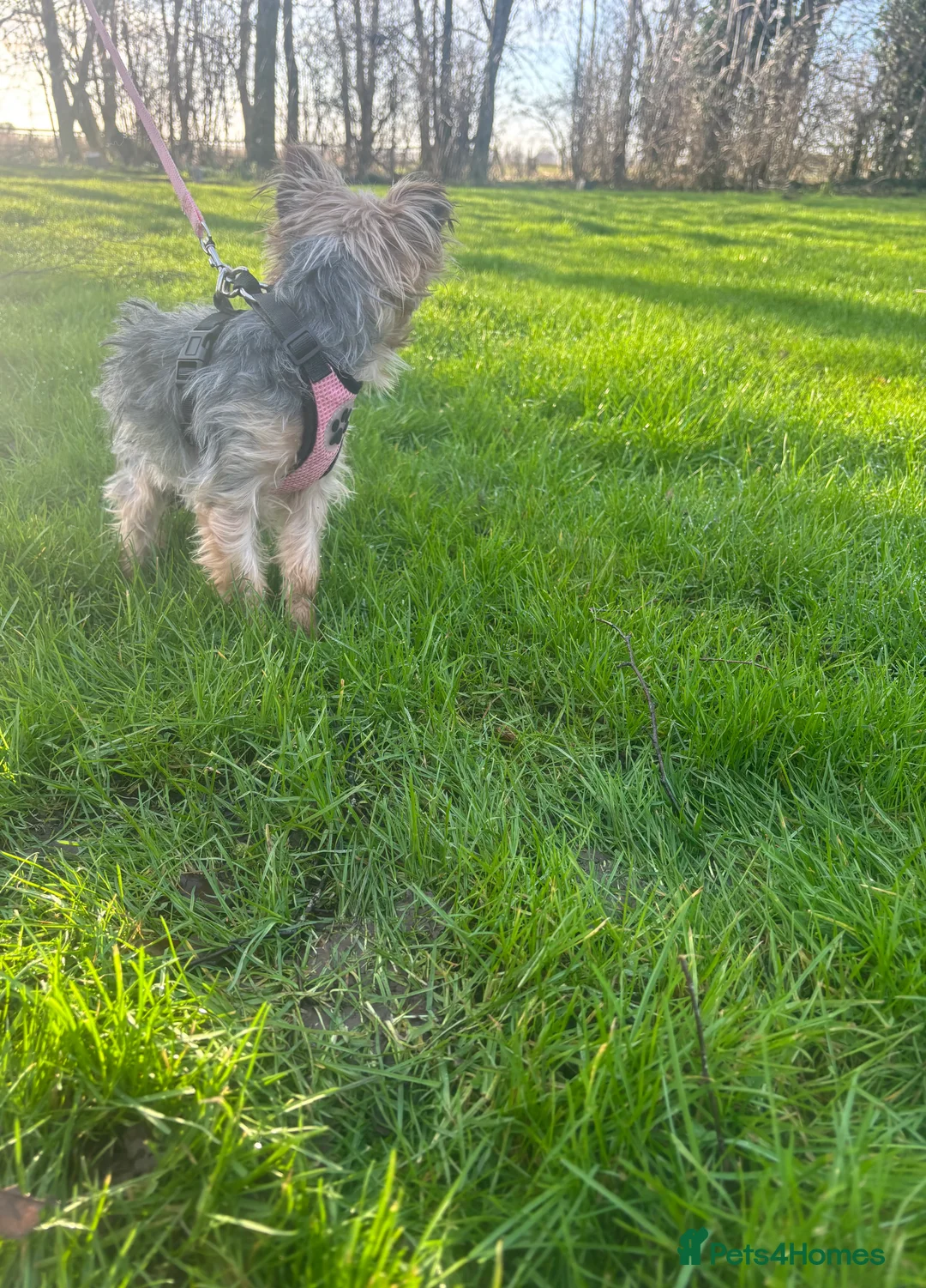 Yorkshire Terrier dogs for sale: KC Reg Yorkshire Terrier adult Girl - Advert 5