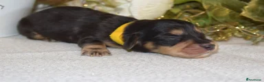 Miniature Dachshund Puppy 4