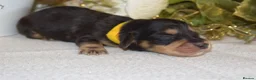 Miniature Dachshund dogs for sale: KC Long Coat Miniature Dachshund Puppies - Advert 13