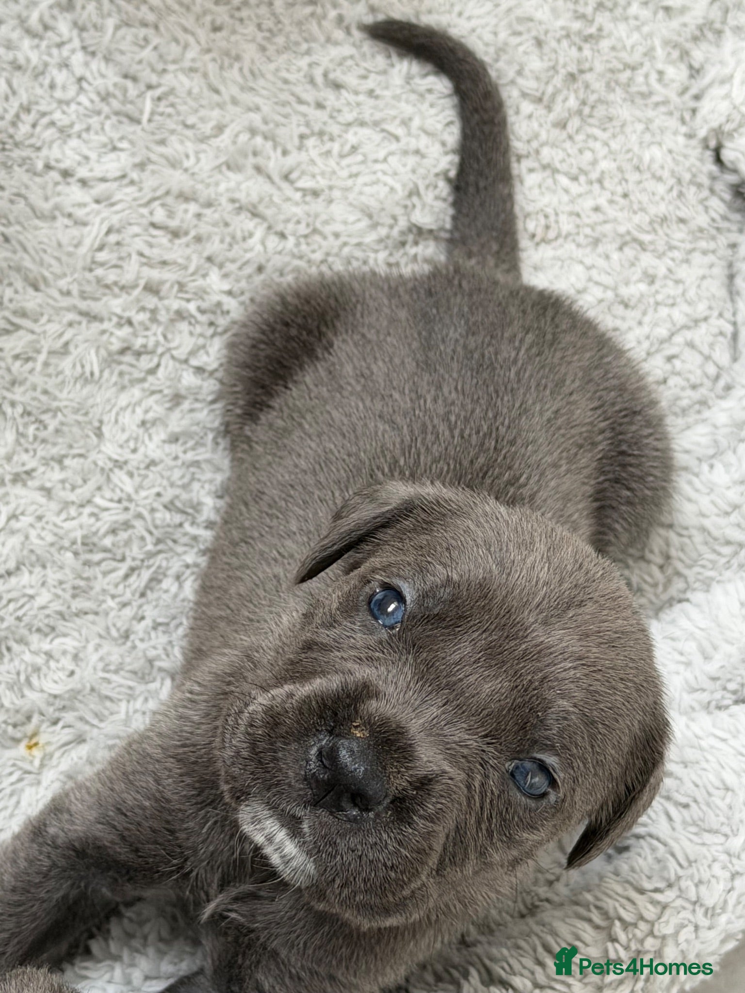 Cane Corso dogs 10 stunning cane corso puppies for sale!! - Advert 2