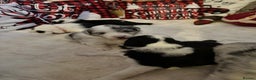 Border Collie dogs for sale: Stunning puppies from international champion line. - Advert 15