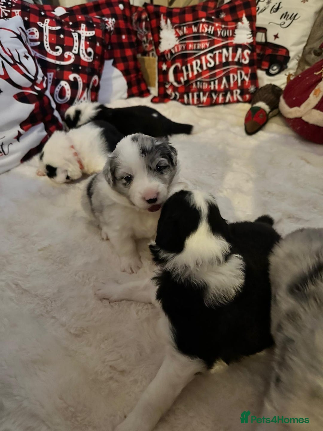 Border Collie dogs for sale: Stunning puppies from international champion line. - Advert 15