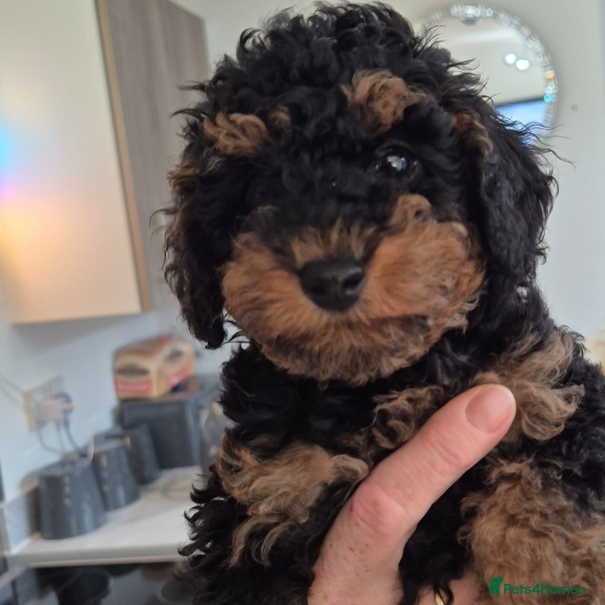 Toy Poodle dogs KC mini toy poodles 1 girl left - Advert 1