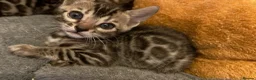 Bengal cats for sale: Bengal kittens in Liverpool - Advert 8