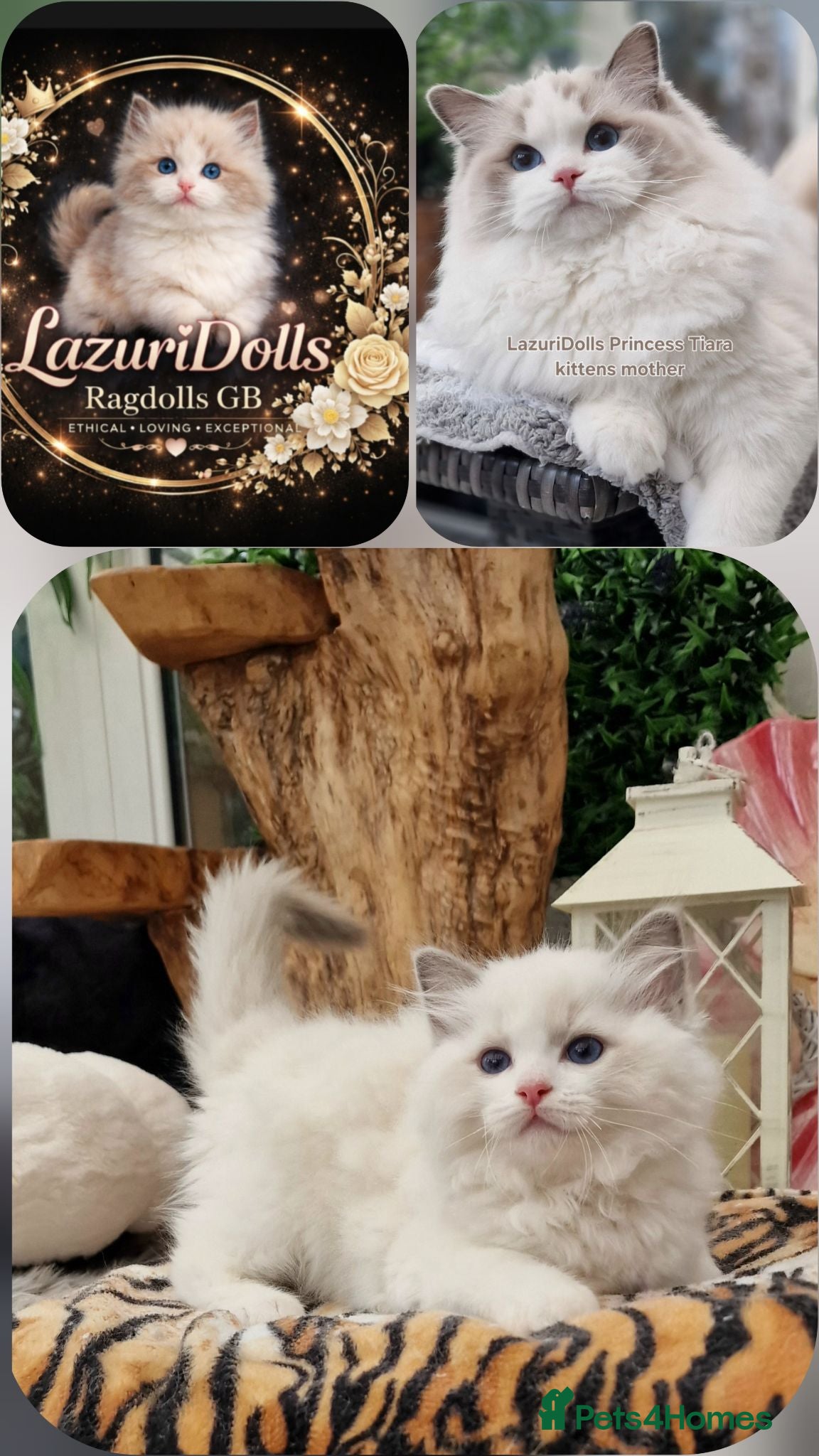 Ragdoll cats Stunning  blue bicolor boys  - Advert 18