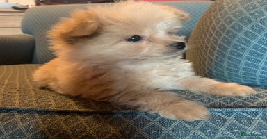 Pomapoo dogs - Advert 1