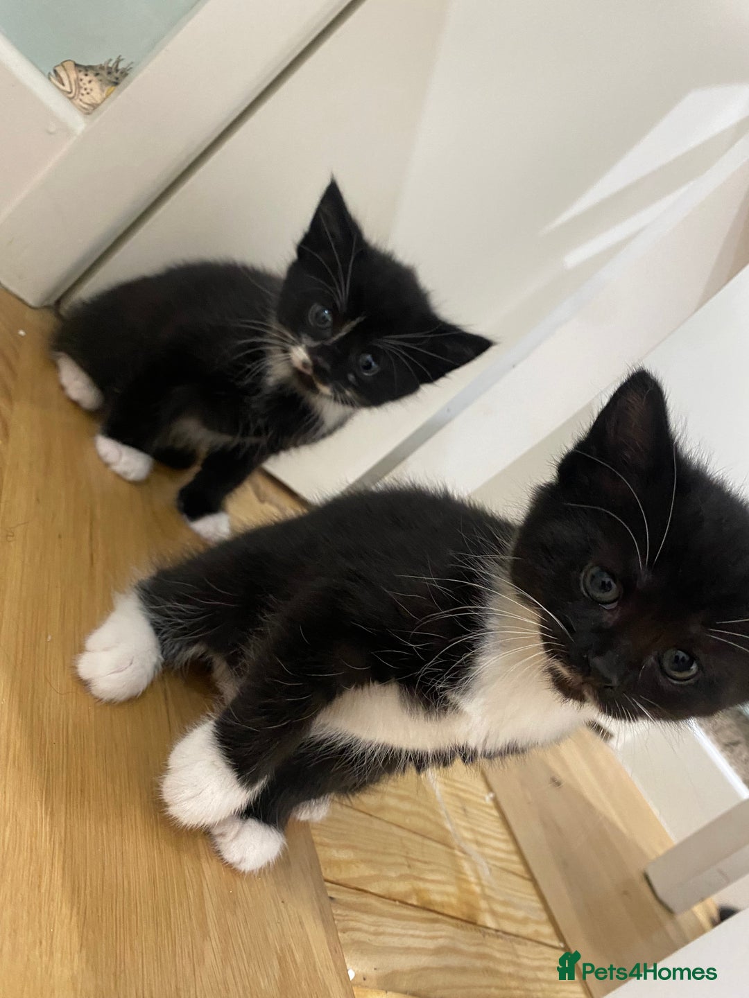 Mixed Breed cats for sale: 3 mixed breed kittens - Image 8