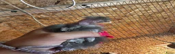 Chickens poultry for sale: Chickens, ducks and quails - Advert 11