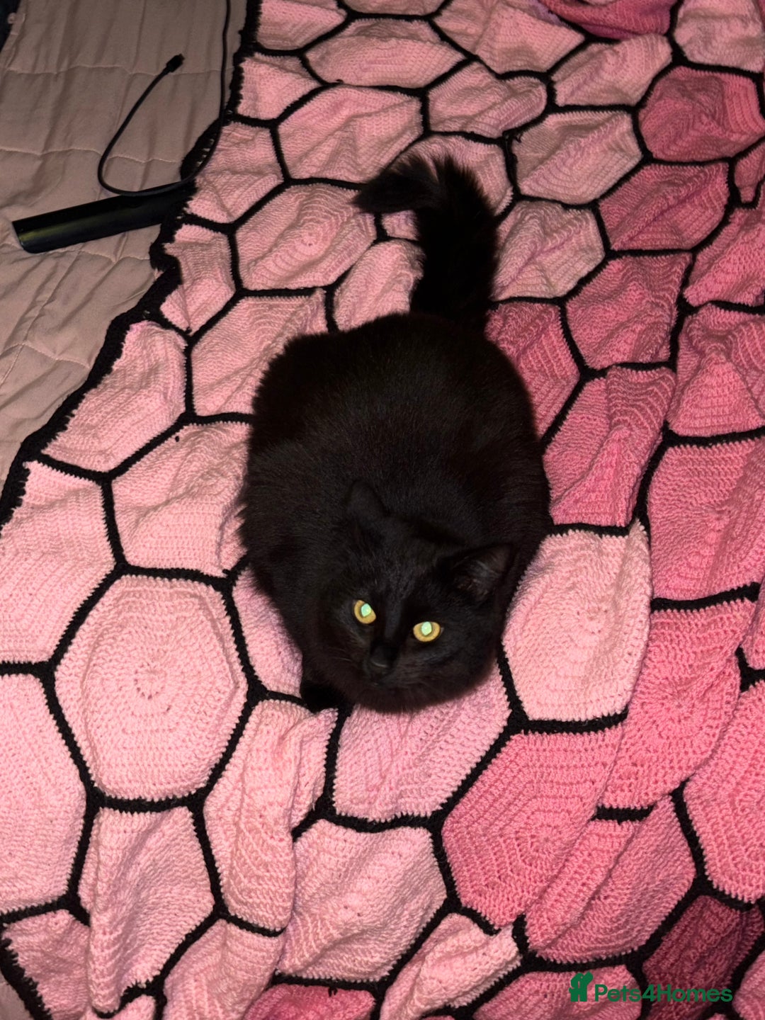 Domestic Shorthair cats for sale: 2 brother cats, 1 year old  - Advert 9