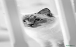 Ragdoll cats for sale: Two adorable ragdolls ready for new home  - Image 7