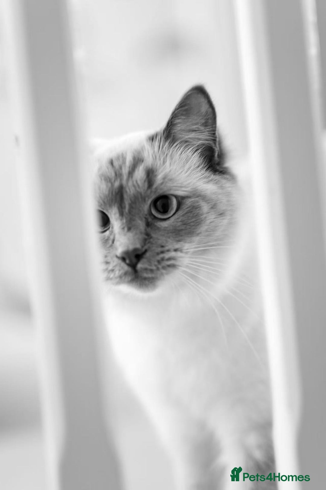 Ragdoll cats for sale: Two adorable ragdolls ready for new home  - Image 7
