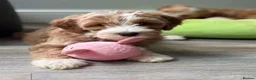 Labradoodle dogs for sale: Extensively health tests - guaranteed - Advert 5