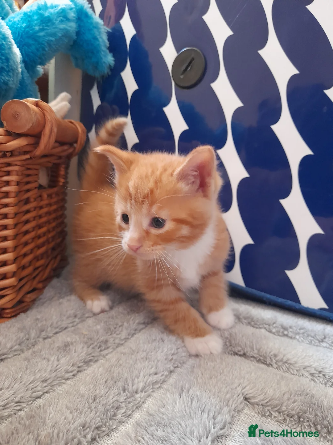Mixed Breed cats for sale: 3 kittens ginger male and two long-hair female  in Swindon - Advert 1