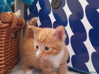 Mixed Breed cats 3 kittens ginger male and two long-hair female - Advert 6