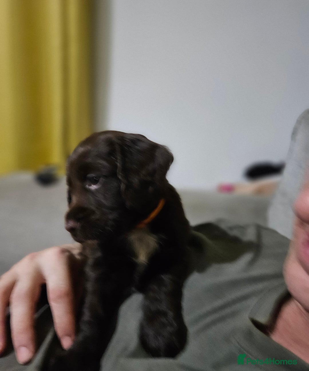 Cocker Spaniel dogs for sale: 5 stunning Cocker Spaniel puppies for sale.  - Advert 20