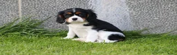 Cavalier King Charles Spaniel dogs for sale: Beautiful Cavalier King Charles Spaniel puppies - Advert 28