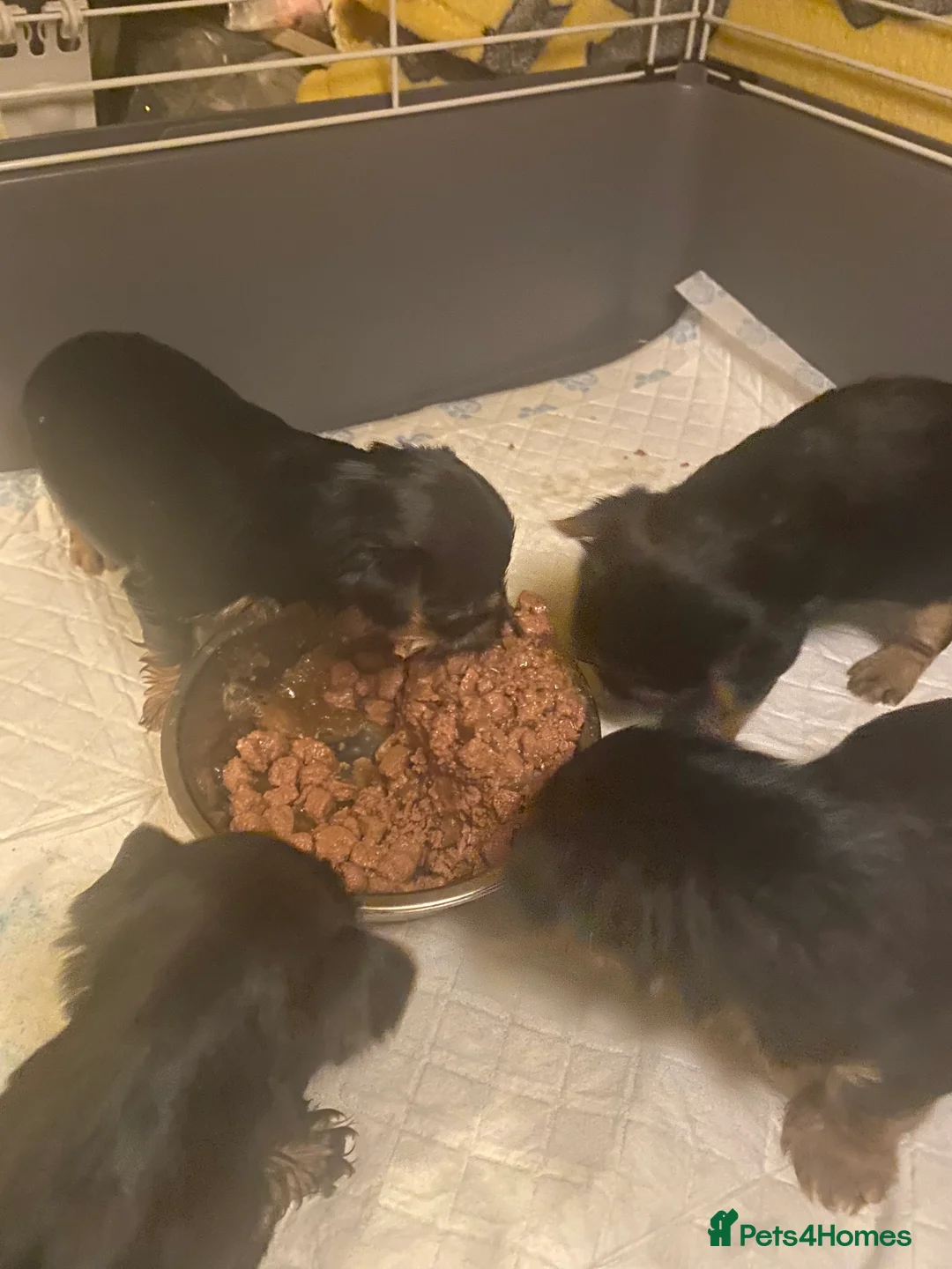 Yorkshire Terrier dogs for sale: 4 Stunning Minature Yorkshire terriers for sale  - Advert 14