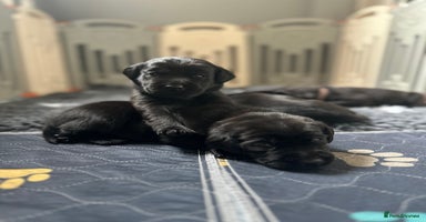 Labrador Retriever dogs - Advert 16
