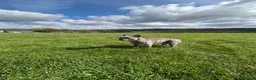 French Bulldog dogs for sale: Frank  in Tamworth - Advert 4